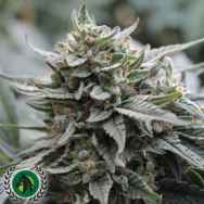 DarkHorse Genetics Seeds Lemon Head