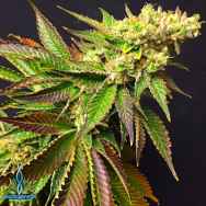 Exotic Genetix Seeds Lemon Meringue