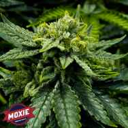 Moxie Seeds Lemonade Haze