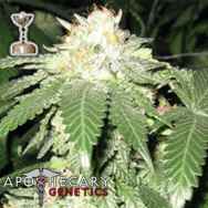 Apothecary Genetics Seeds Lemon OG