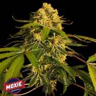 Moxie Seeds Lemon O.G.