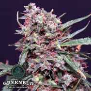 Greenbud Seeds Lemon Pie AUTO