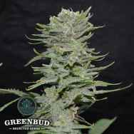 Greenbud Seeds Lemon Pie