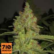 710 Genetics Seeds Lemon Pineapple