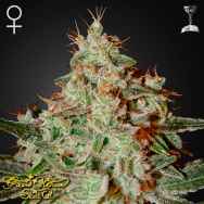 Green House Seeds Lemon Skunk