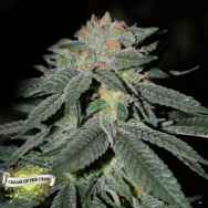 Cream of the Crop Seeds Lemon Venom