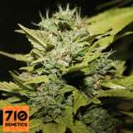 710 Genetics Seeds Lemon & Lime