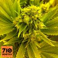 710 Genetics Seeds Leonarda