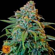 Barneys Farm Seeds Liberty Haze