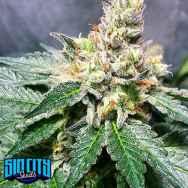 SinCity Seeds Lilac Jack