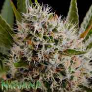 Nirvana Seeds Lithium OG Kush