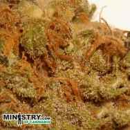 Ministry of Cannabis Little Angel Autoflowering