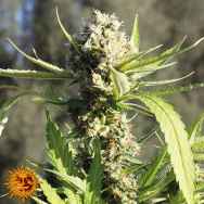 Barneys Farm Seeds Auto Little Cheese