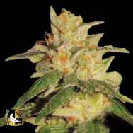 Lady Sativa Genetics Seeds London City Diesel