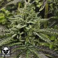 Rare Dankness Seeds Longs Peak Blue