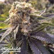 Humboldt Seed Organization Lost Coast Hashplant