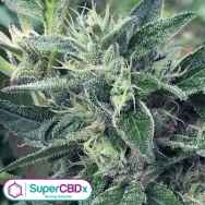 SuperCBDx Seeds Lost Coast x SCBDX