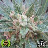 Loud Seeds AJ's Sour Diesel