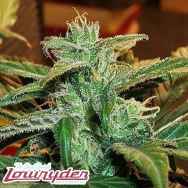 Lowryder Seeds Lowryder #1