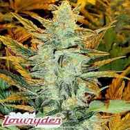 Lowryder Seeds Lowryder #2