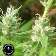 Sagarmatha Seeds Lowboldt Automatic