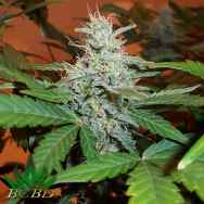 BC Bud Depot Seeds Lowryder #2