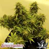 Lowryder Seeds DWARF MIX