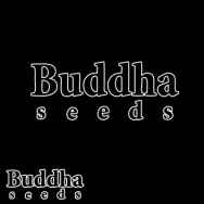 Buddha Seeds Lucky Dip 3 Seeds