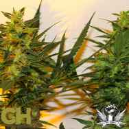 CH9 Seeds Luther Dogman x Train Wreck
