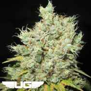 Ultra Genetics Seeds MAK 10