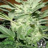 Mdanzig Seeds Blue Streak #2