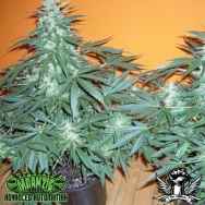 Mdanzig Seeds Sour Spyder