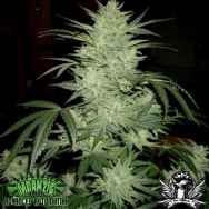 Mdanzig Seeds The Qwixter