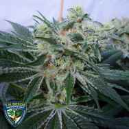 T H Seeds MK Ultra Wreck