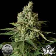 Dinafem Seeds Moby Dick CBD