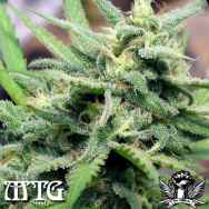 MTG Seeds Cherry Bomb