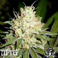 MTG Seeds Cherry O.G.