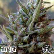 MTG Seeds Covelo Sour Diesel