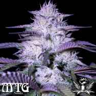 MTG Seeds Godfather Kush