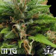 MTG Seeds Kingston Confidential