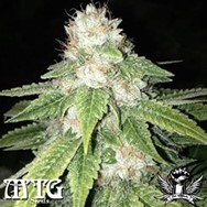 MTG Seeds Prezidential Kush