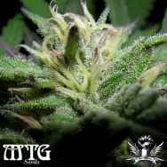 MTG Seeds Orange Creamsicle