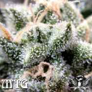 MTG Seeds Turbo Diesel