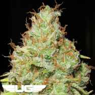 Ultra Genetics Seeds Machine Gun Funk