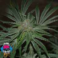 Dank Genetics Seeds Mad Dawg OG