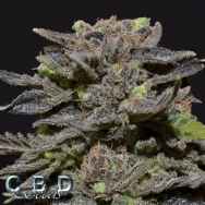 CBD Seeds Magma