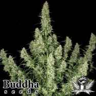 Buddha Seeds Magnum Autoflowering