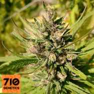 710 Genetics Seeds Majestic Lemon