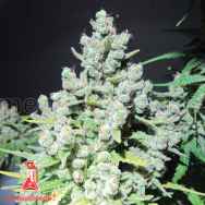 Medical Seeds Malakoff