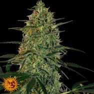 Barneys Farm Seeds AUTO Malana Bomb